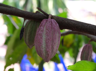 วันที่ ๓ มีนาคม ๒๕๖๖ นายประเสริฐศักดิ์ ณ นคร ... พารามิเตอร์รูปภาพ 6