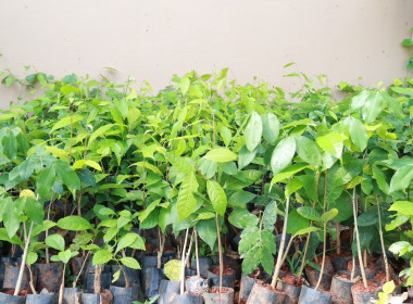 วันที่ 29 พฤษภาคม 2568 สำนักงานสหกรณ์จังหวัดกระบี่ ... พารามิเตอร์รูปภาพ 7