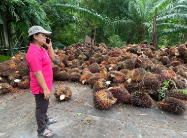 วันที่ 1 กรกฎาคม 2568 เข้าตรวจเยี่ยมลานเทปาล์มน้ำมัน ... พารามิเตอร์รูปภาพ 3