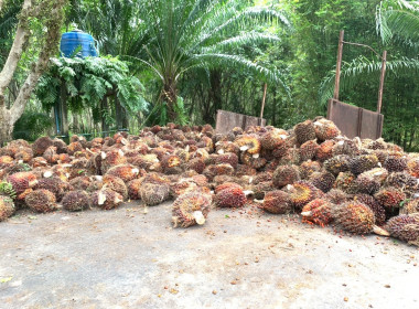 วันที่ 1 กรกฎาคม 2568 เข้าตรวจเยี่ยมลานเทปาล์มน้ำมัน ... พารามิเตอร์รูปภาพ 7