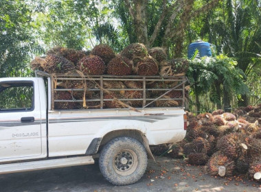 วันที่ 1 กรกฎาคม 2568 เข้าตรวจเยี่ยมลานเทปาล์มน้ำมัน ... พารามิเตอร์รูปภาพ 6