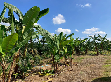 วันที่ 2 ธันวาคม 2568 เวลา 13.00 ... พารามิเตอร์รูปภาพ 7