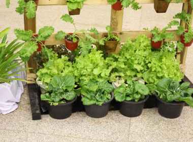 วันที่ 23 ธันวาคม 2568 เข้าร่วมงานวันดินโลก ปี 2568 ... พารามิเตอร์รูปภาพ 9