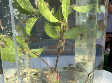 วันที่ 31 มีนาคม 2569 เวลา 09.00 น. ... พารามิเตอร์รูปภาพ 8