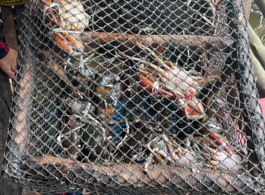 วันที่ 23 พฤศจิกายน 2566 ... พารามิเตอร์รูปภาพ 1